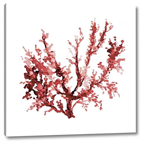 Sea Coral III by Carol Robinson 36" x 36" Gallery Wrapped Canvas Wall Art Print - Ready to Hang