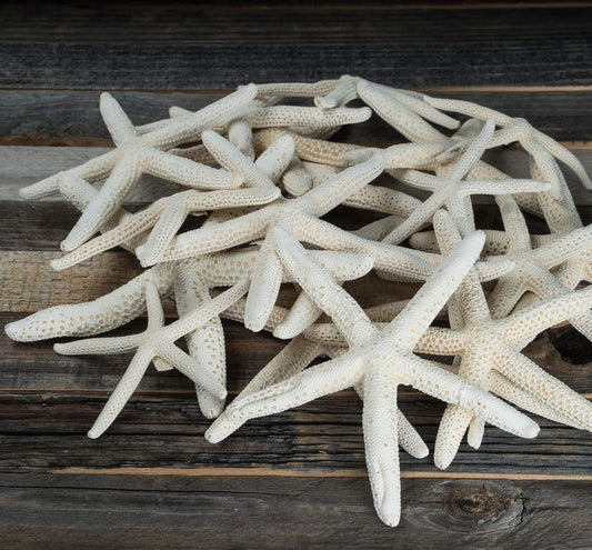 Real Starfish Décor -15 Uniquely Shaped Assortment Real Knobby Starfish 1 1/2"-5" - Imperfect Starfish for Craft & Decor - White Starfish Wall Décor - Beach Wedding Starfish- Beach Starfish Décor